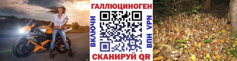 Псилоцибиновые грибы Psilocybine cubensis  наркотики  Холм 